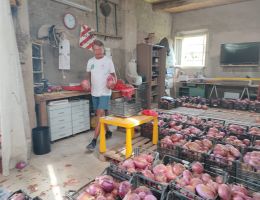 Immagine 5 di CIPOLLA ROSSA DI BREME AGRICOLA ACETI