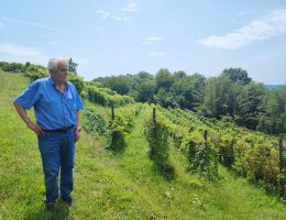 Immagine 5 di MOTT CARE' VINO DOLCE MUFFATO CASCINA PIANO DI ANGERA