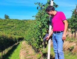 Immagine 4 di GATTINARA D.O.C.G. RISERVA BORGOFRANCO VITIVINICOLA DELSIGNORE DI GATTINARA