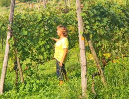 Immagine 4 di GABIANO D.O.C. SBARATO VINI