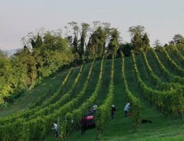Immagine 5 di GRIGNOLINO DEL MONFERRATO CASALESE D.O.C BRICCO MONDALINO CRU GAUDIO VINI