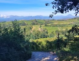 Immagine 4 di GATTINARA CLASSICO D.O.C.G. IL PUTTO VITIVINICOLA DELSIGNORE DI GATTINARA