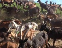 Immagine 4 di PROSCIUTTO CRUDO DI CAPRA CASEIFICIO PIAN DEL LARES
