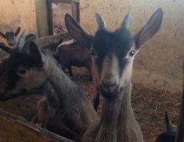 Immagine 4 di FORMAGGELLA DEL LUINESE D.O.P. CASEIFICIO PIAN DEL LARES