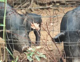 Immagine 5 di SALAME DI SUINO NERO DEI NEBRODI FATTORIA BORRELLO