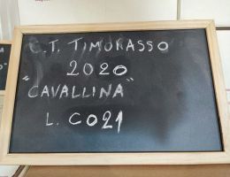 Immagine 4 di DERTHONA  TIMORASSO CAVALLINA  CLAUDIO MARIOTTO VINI