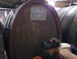 Immagine 4 di NIBIO VINO ROSSO STEFANO BELLOTTI CASCINA DEGLI ULIVI