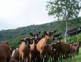 Immagine 2 di GRAN BLU DI CAPRA BIO AGRI GREENFANTASY CASTIGLIONE OLONA