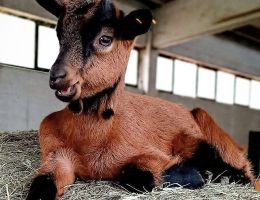 Immagine 3 di GRAN BLU DI CAPRA BIO AGRI GREENFANTASY CASTIGLIONE OLONA