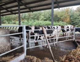 Immagine 5 di TOMETTA  DI BESOZZO A LATTE VACCINO AGRICOLA CASTELLETTO