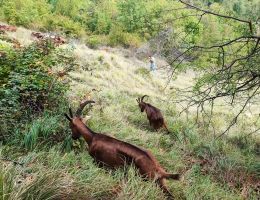Immagine 3 di ROBIOLA NELLE FOGLIE DI FICO CASEIFICIO STUTZ