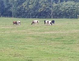 Immagine 4 di FORMAGGIO CASTELLETTO A LATTE DI VACCA AGRICOLA CASTELLETTO