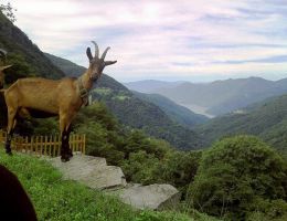 Immagine 5 di FORMAGGELLA DEL LUINESE D.O.P. CASEIFICIO GATTA ALBINO