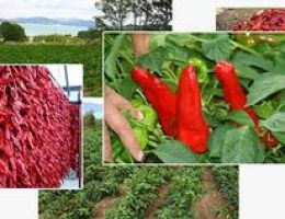 Immagine 2 di PEPERONI CRUSCHI DI SENISE I.G.P. DON GEPPINO CASATA DEL LAGO