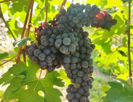 Immagine 4 di VALTELLINA SUPERIORE RISERVA DEL FONDATORE BALGERA 1885 VINI