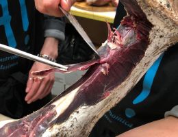 Immagine 1 di PROSCIUTTO VIOLINO DI CAPRA MA! OFFICINA GASTRONOMICA