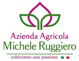 Immagine 2 di OLIO EXTRA VERGINE DI OLIVA CULTIVAR CAROLEA AGRICOLA MICHE LE RUGGIERO