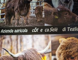 Immagine 3 di SLINZEGA DI TEGLIO DA RAZZA HIGHLAND AGRICOLA COF E CASELE