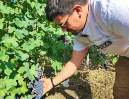 Immagine 5 di VALTELLINA VALGELLA SUPERIORE RISERVA MAFERIN BALGERA VINI 1885