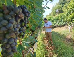 Immagine 5 di VALTELLINA VALGELLA SUPERIORE RISERVA PIZAMEI BALGERA VINI 1885
