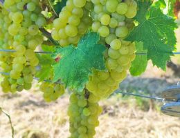 Immagine 3 di CANELLI D.O.C.G. MOSCATO RAIRI' TENUTA DEI FIORI DI VALTER BOSTICARDO