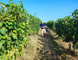 Immagine 4 di CANELLI D.O.C.G. MOSCATO RAIRI' TENUTA DEI FIORI DI VALTER BOSTICARDO