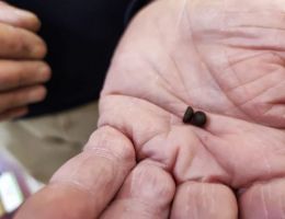 Immagine 5 di CAFFE' ETIOPIA 100% ARABICA TORREFAZIONE SAN DOMENICO ROBERTO MESSINEO