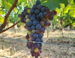 Immagine 2 di MONFERRATO ROSSO D.O.C. CINQUEFILE TENUTA DEI FIORI DI VALTER BOSTICARDO