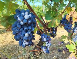 Immagine 3 di MONFERRATO ROSSO D.O.C. CINQUEFILE TENUTA DEI FIORI DI VALTER BOSTICARDO