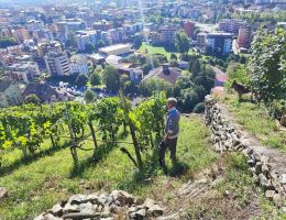 Immagine 4 di ROSSO DI VALTELLINA D.O.C. DEL NEGUS VIGNAIOLO BRUNO LEUSCIATTI