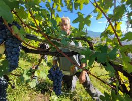 Immagine 5 di VALTELLINA SUPERIORE SASSELLA RISERVA DEL NEGUS BRUNO LEUSCIATTI