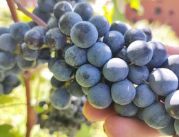 Immagine 5 di VALTELLINA SUPERIORE SASSELLA DEL NEGUS CANTINA BRUNO LEUSCIATTI