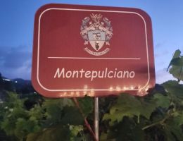 Immagine 3 di LAZIO I.G.T. ROSSSO ALEPH EVANGELISTI CASAL MONTANI