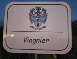 Immagine 3 di LAZIO VIOGNIER I.G.T.PROBUS EVANGELISTI VIGNA CASAL MONTANI