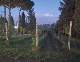 Immagine 4 di LAZIO VIOGNIER I.G.T.PROBUS EVANGELISTI VIGNA CASAL MONTANI