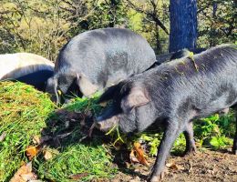 Immagine 5 di SALAME DELLA COSTIERA DEL CECH DI PECORA CIUTA E SUINO NERO DELLE  ALPI AGRI PECORA NERA