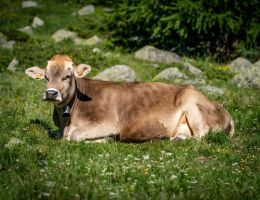 Immagine 3 di SCIMUDIN D.O.P. CASEIFICIO LATTERIA DI LIVIGNO
