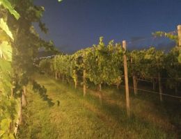 Immagine 4 di FRASCATI SUPERIORE D.O.C.G. RISERVA  EVANGELISTI VIGNA CASAL MONTANI