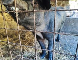 Immagine 2 di PANCETTA ARROTOLATA DI SUINO NERO DELLE ALPI AGRITURISMO LA PECORA NERA