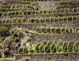 Immagine 3 di SFORZATO DELLA VALTELLINA D.O.C.G. VIGNAIOLO ALFIO MOZZI