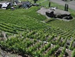 Immagine 4 di SFORZATO DELLA VALTELLINA D.O.C.G. VIGNAIOLO ALFIO MOZZI