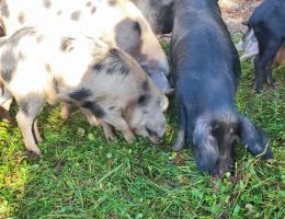 Immagine 3 di LARDO SPEZIATO DELLA COSTIERA DEL CECH DI SUINO NERO DELLE ALPI AGRITURISMO LA PECORA NERA