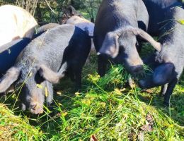 Immagine 5 di PROSCIUTTO CRUDO DELLE ALPI RETICHE DA SUINO NERO DELLE ALPI AGRI LA PECORA NERA