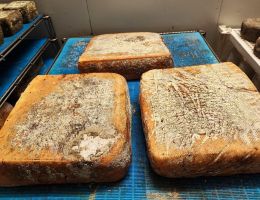 Immagine 3 di BEOLA  A LATTE DI CAPRA CASEIFICIO GIUNCA' A FOBELLO CASARO GIANLUCA BACCHELLA