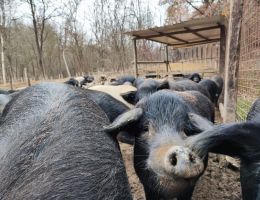 Immagine 4 di PANCETTA ARROTOLATA DI SUINO NERO DELLE ALPI  ALLEVAPERTO