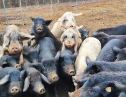 Immagine 5 di PANCETTA ARROTOLATA DI SUINO NERO DELLE ALPI  ALLEVAPERTO