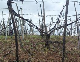 Immagine 5 di GINO BIANCO ERBALUCE MACERATO SANTUVARIO VINI NATURALI BOCA