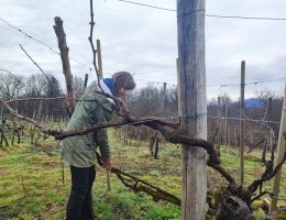 Immagine 5 di LAVIGNA CROATINA ROSSO VECCHIA VIGNA MAGGIORINA SANTUVARIO VINI NATURALI BOCA
