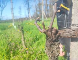 Immagine 5 di GHEMME D.O.C.G. LEBLANQUE VIGNETI VALLE RONCATI BRIONA