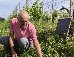 Immagine 5 di ROSSO FERMO SYRAH TANANAI VAL D'ARDA MARCO CORDANI VINI COLLI PIACENTINI